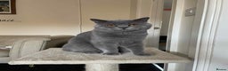 British Shorthair cats for sale: British shorhair - Advert 1
