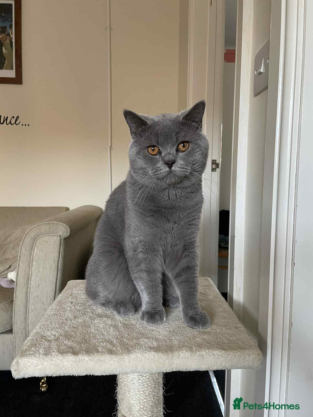 British Shorthair cats for sale: British shorhair - Advert 1