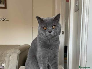 British Shorthair cats British shorhair - Advert 18
