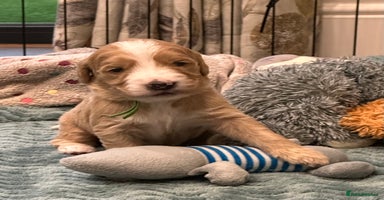 Double Doodle dogs - Advert 27