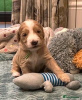 Double Doodle dogs - Advert 6