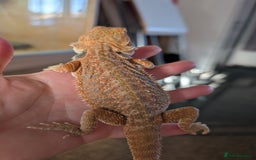 Bearded Dragon reptiles for sale: Baby bearded dragons  - Image 6