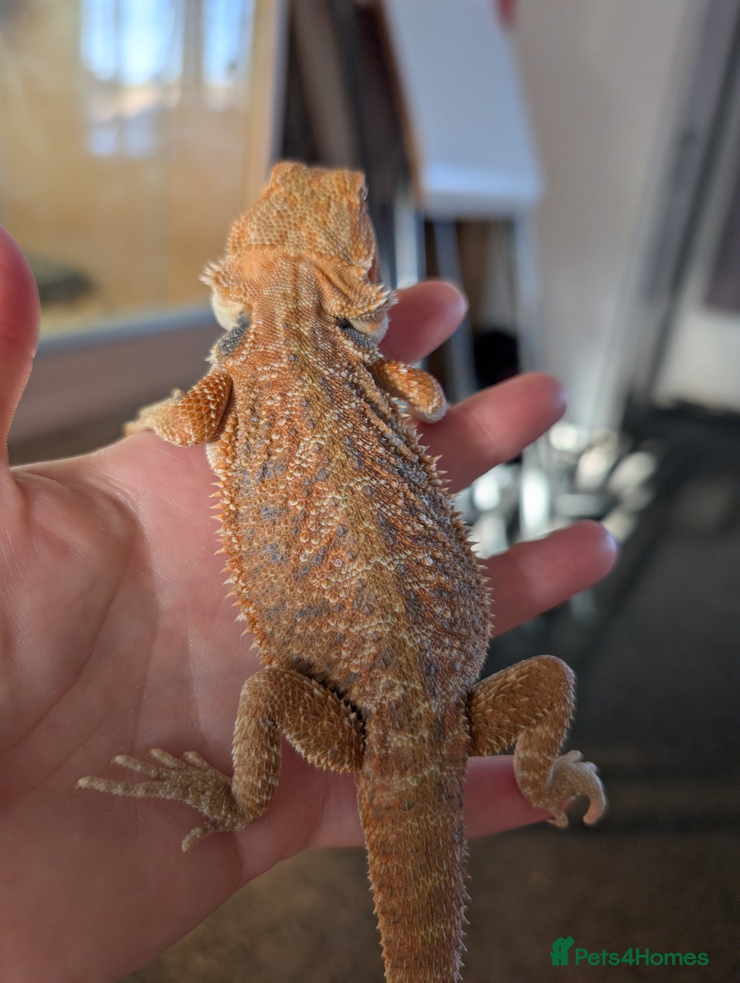 Bearded Dragon reptiles for sale: Baby bearded dragons  - Image 6