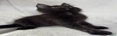 Maine Coon 6