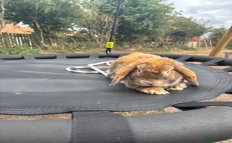 Mini Lop rabbits - Advert 12