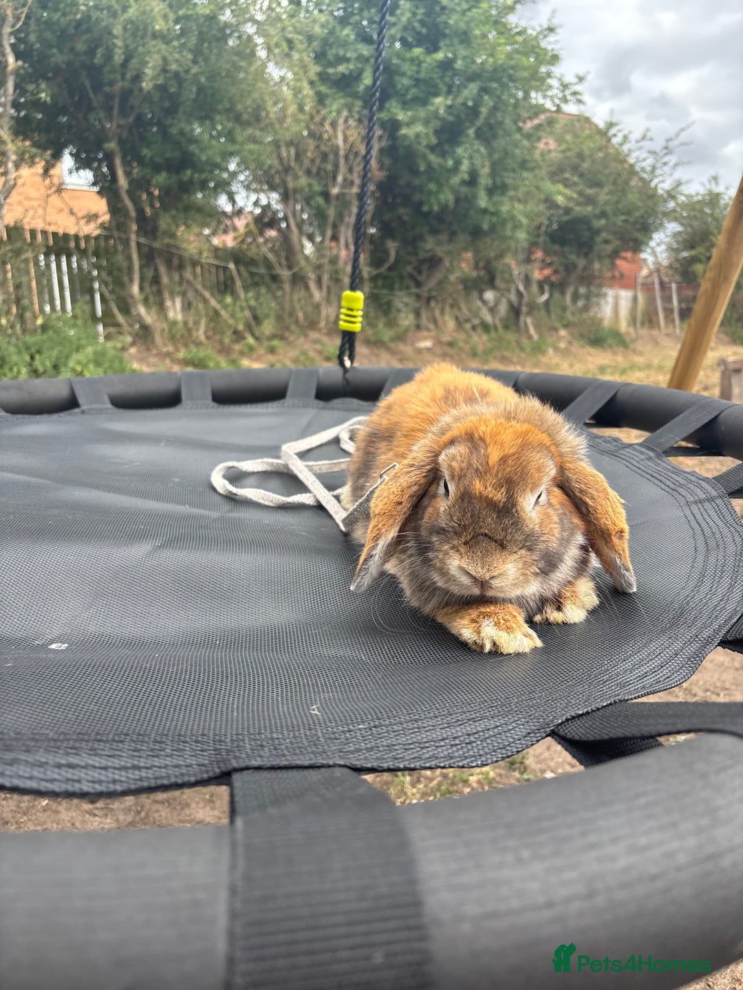 Mini Lop rabbits for sale: Lop bunny for sale 12months  - Image 1