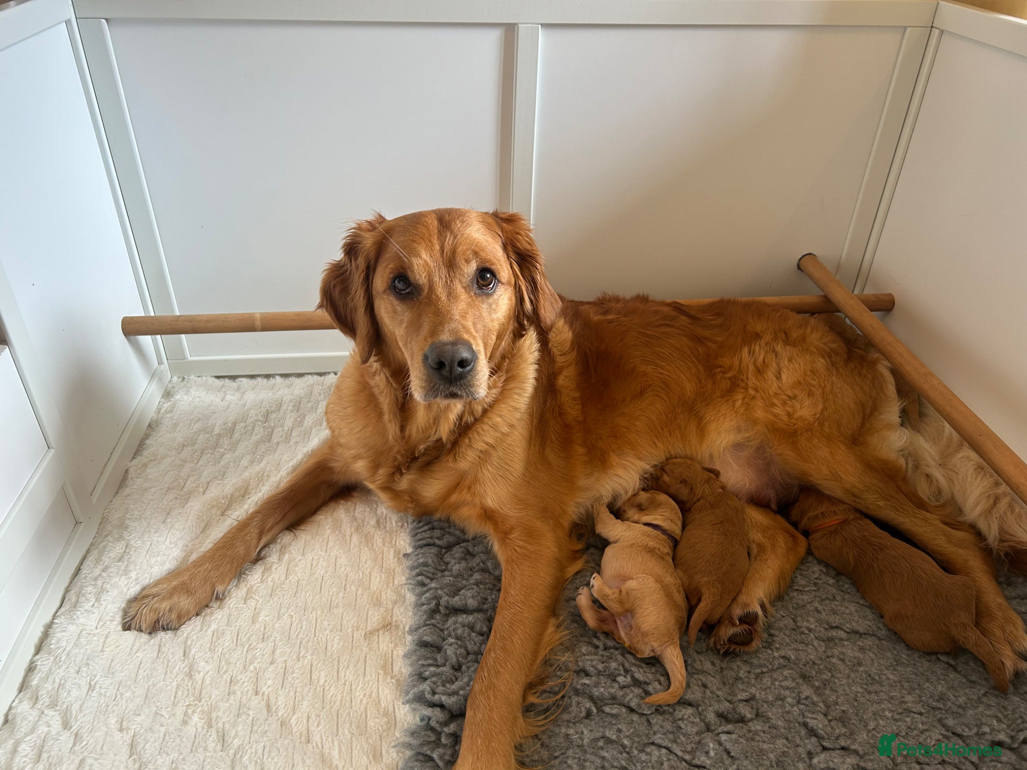Mini Goldendoodle dogs F1 Mini Goldendoodle Puppies- Home Raised - Advert 1