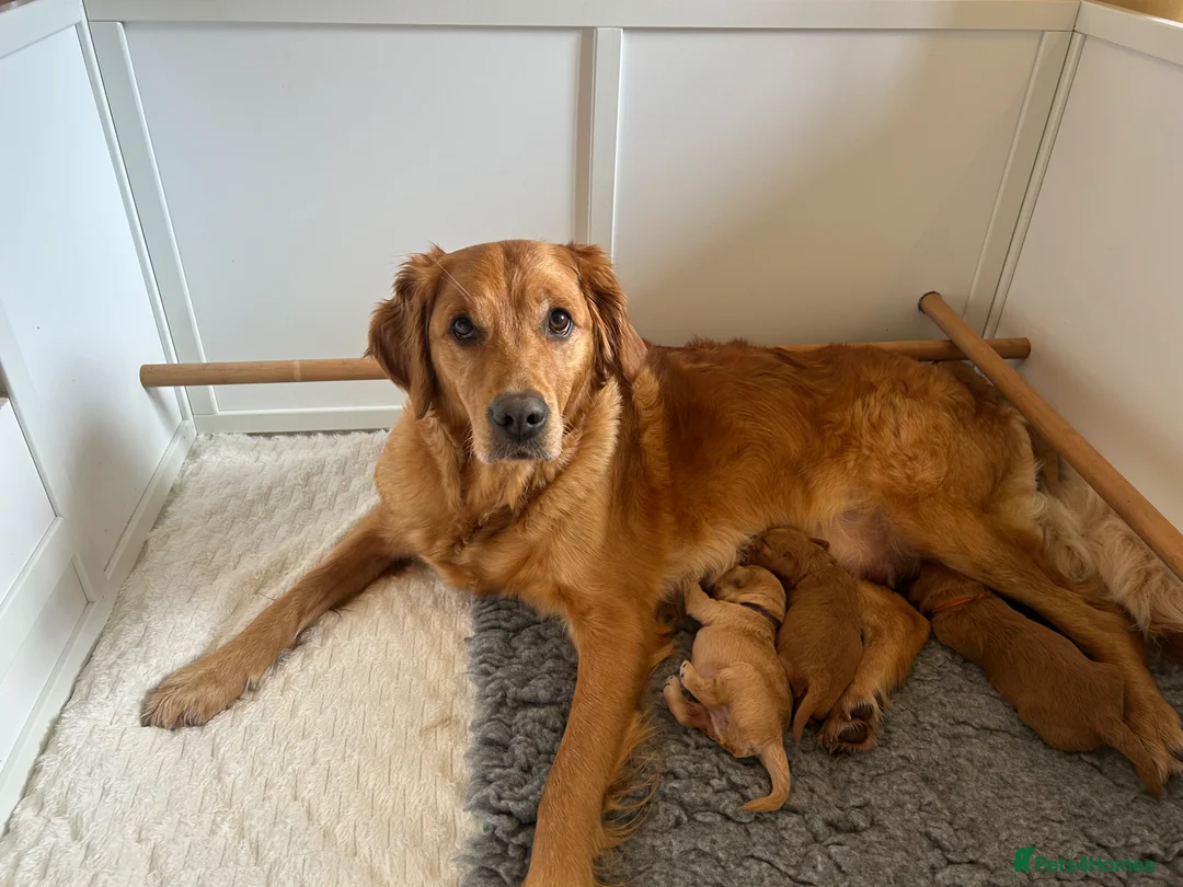 Mini Goldendoodle dogs for sale: F1 Mini Goldendoodle Puppies- Home Raised - Advert 1