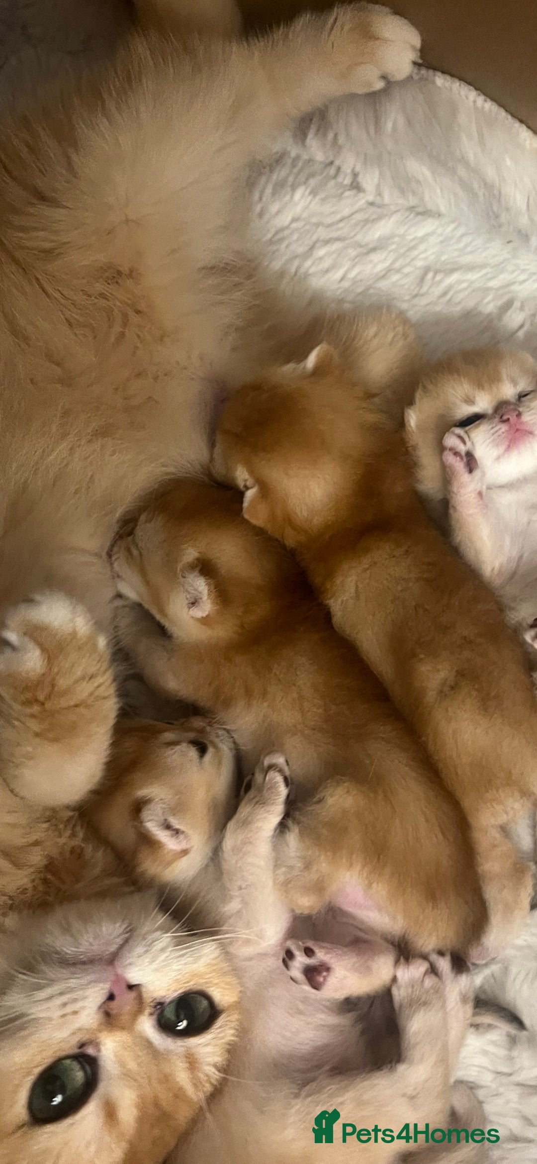 British Shorthair cats for sale: NY12 British Shorthair Kittens  - Image 10