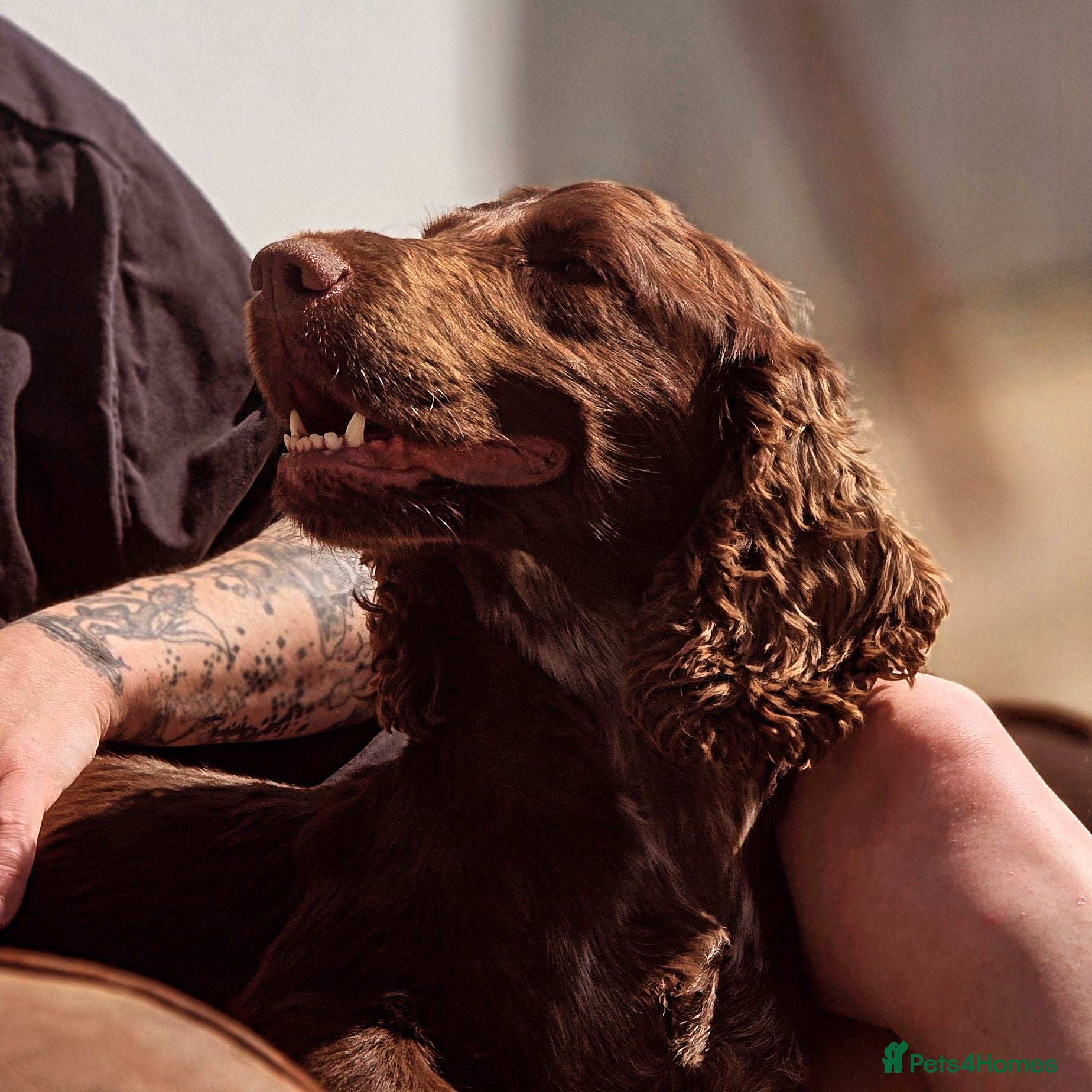 Cocker Spaniel dogs Beautiful cocker spaniels  - Advert 16