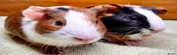 Guinea Pig rodents for sale: Adorable pair of boy guinea pigs  - Advert 3