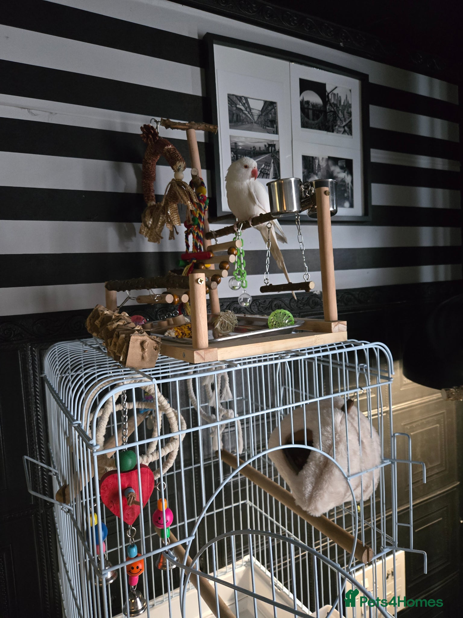 Ringnecks birds Albino ringneck - Advert 1