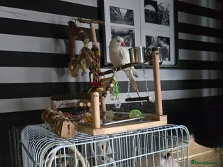 Ringnecks birds Albino ringneck - Advert 1