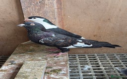 Pigeons birds for sale: Pigeons in Manchester - Image 16