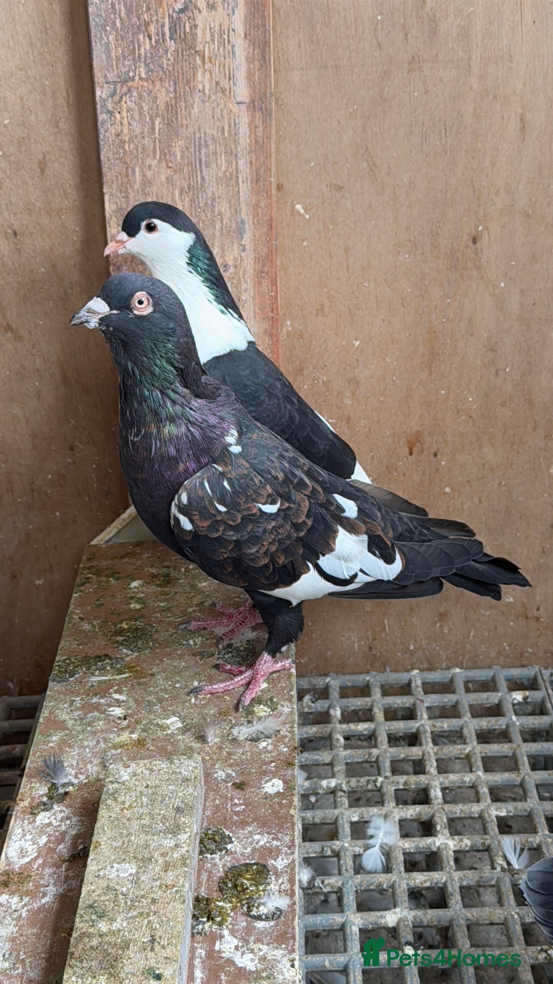 Pigeons birds for sale: Pigeons in Manchester - Image 16