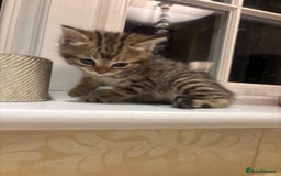 Mixed Breed cats for sale: 4 Persian chinchilla mix breed kittens  - Image 15