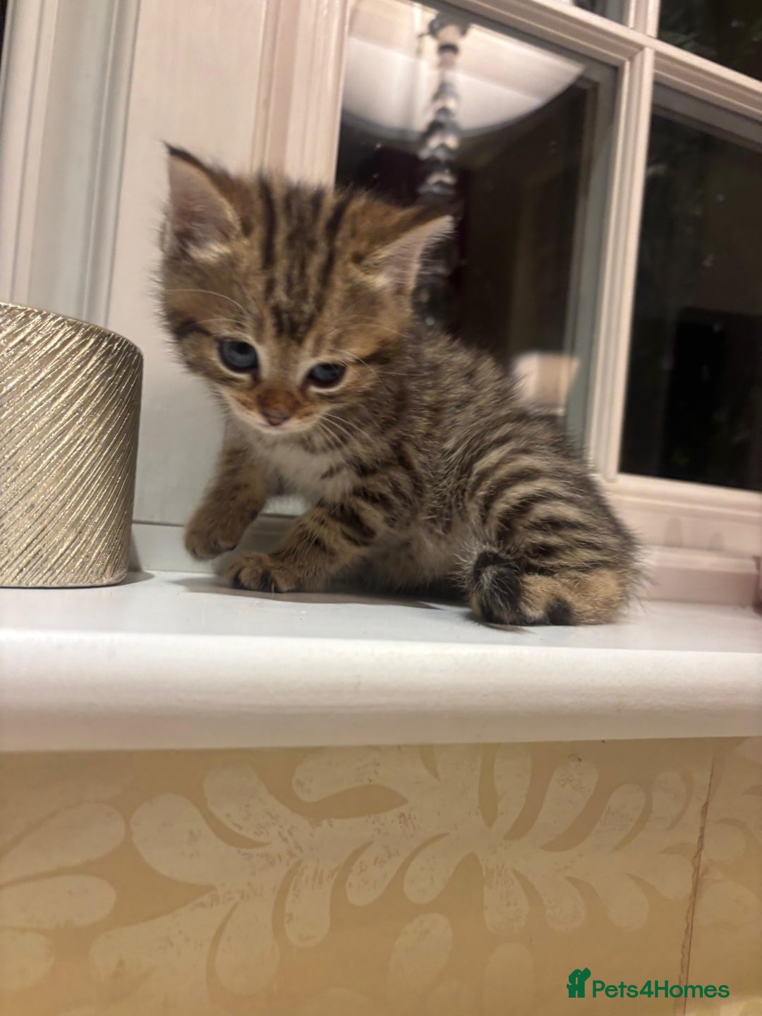 Mixed Breed cats for sale: 4 Persian chinchilla mix breed kittens  - Image 15