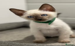 Siamese cats for sale: GCCF Registered Traditional Siamese Kittens  - Image 11