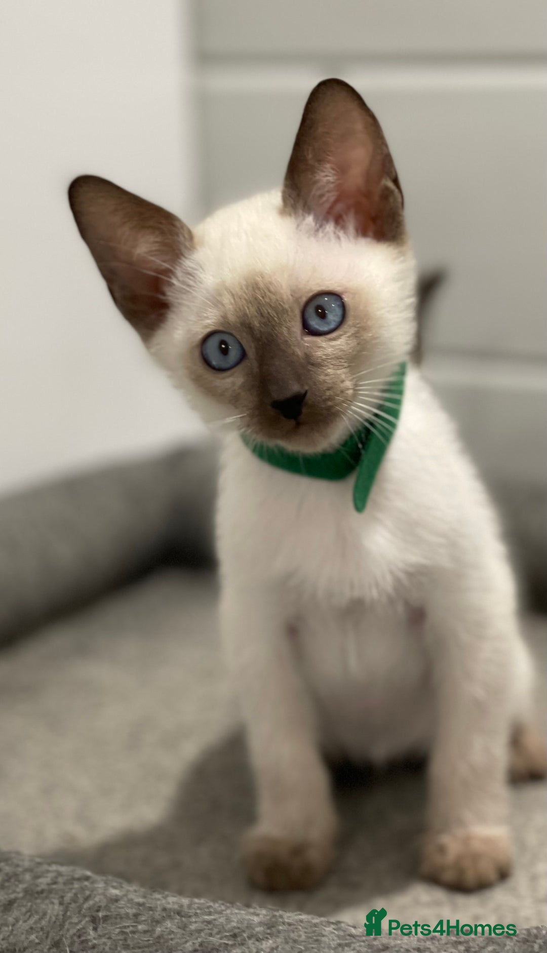 Siamese cats for sale: GCCF Registered Traditional Siamese Kittens  - Image 11
