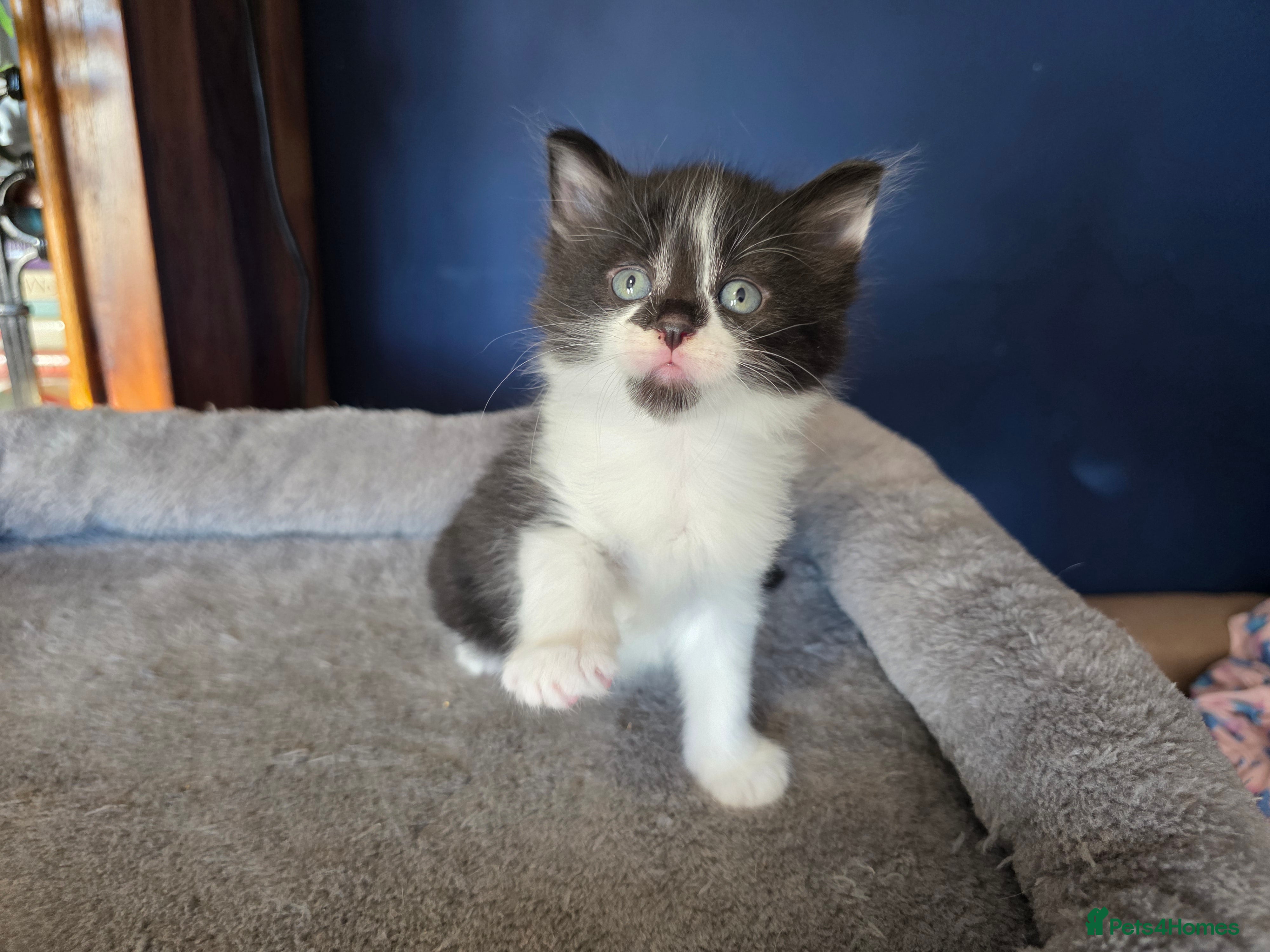 Norwegian Forest Cat cats for sale: Beautiful Norwegian forest kittens 2x boy, 2x girl - Advert 2