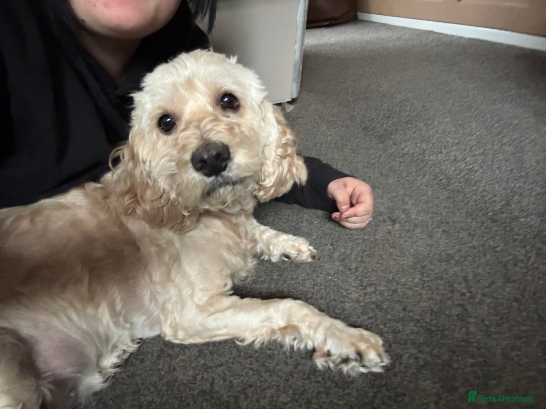 Cockapoo dogs for sale: Single male cockapoo  - Advert 5