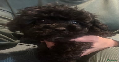 Yorkiepoo dogs - Advert 5