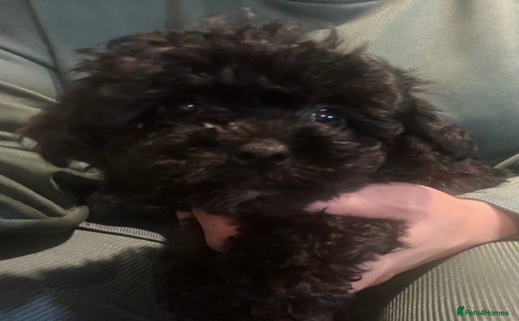 Yorkiepoo dogs - Advert 1