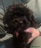 Yorkiepoo dogs - Advert 1