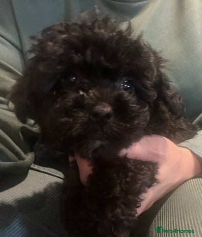 Yorkiepoo dogs - Advert 4