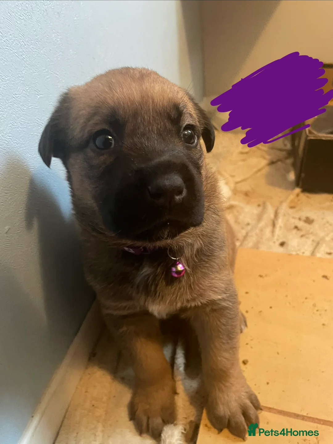 Mixed Breed dogs for sale: Ellisa sutcliffe  - Advert 7