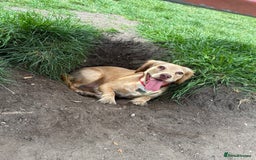 Cocker Spaniel dogs for sale: Dog for re homing.  - Image 1