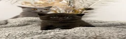 British Shorthair cats for sale: Beautiful Chocolate British Shorthair Kittens 🤎🐾 in Sutton-in-Ashfield - Advert 1