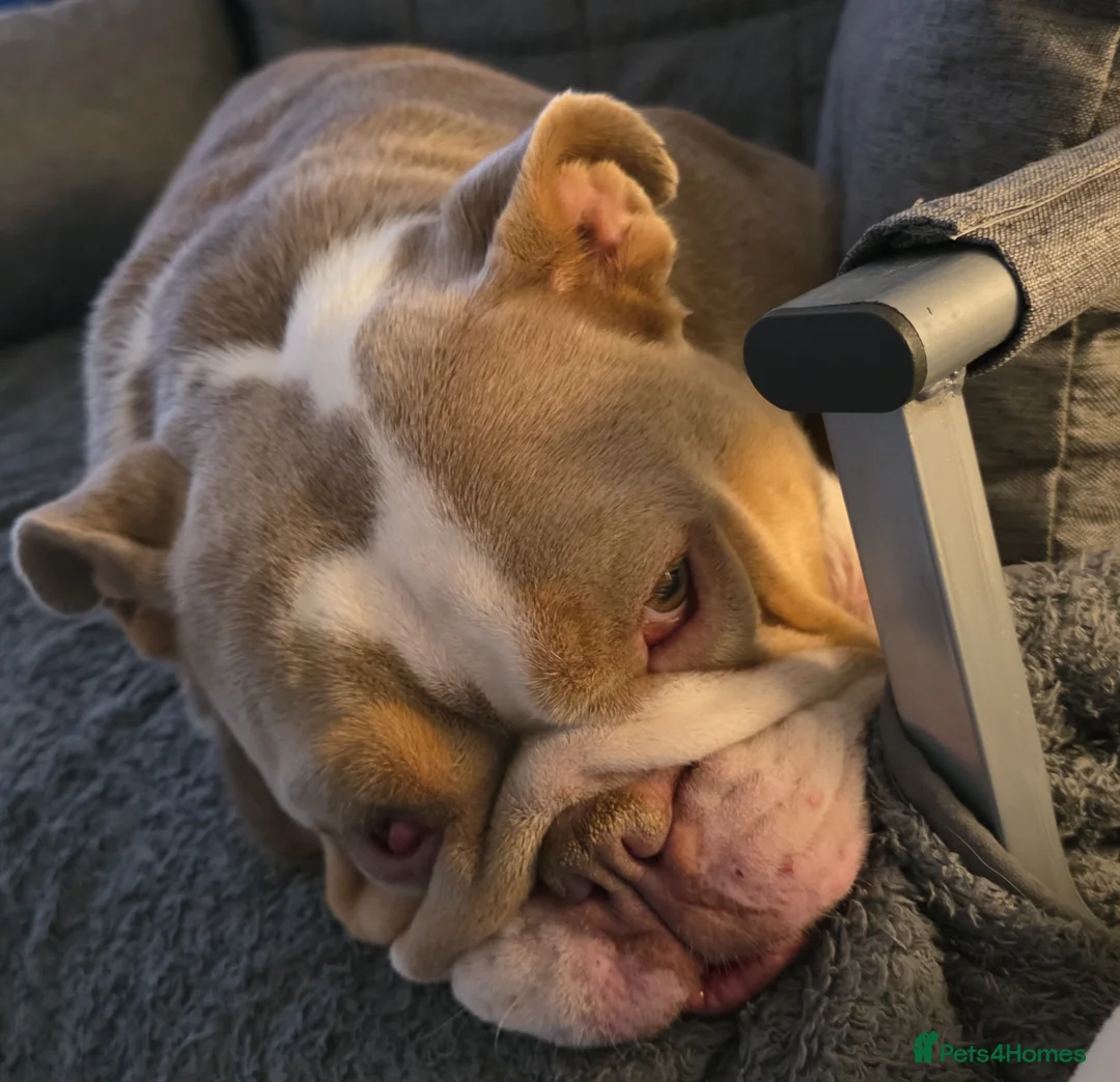 English Bulldog dogs for sale: English Bull Dog - Advert 2