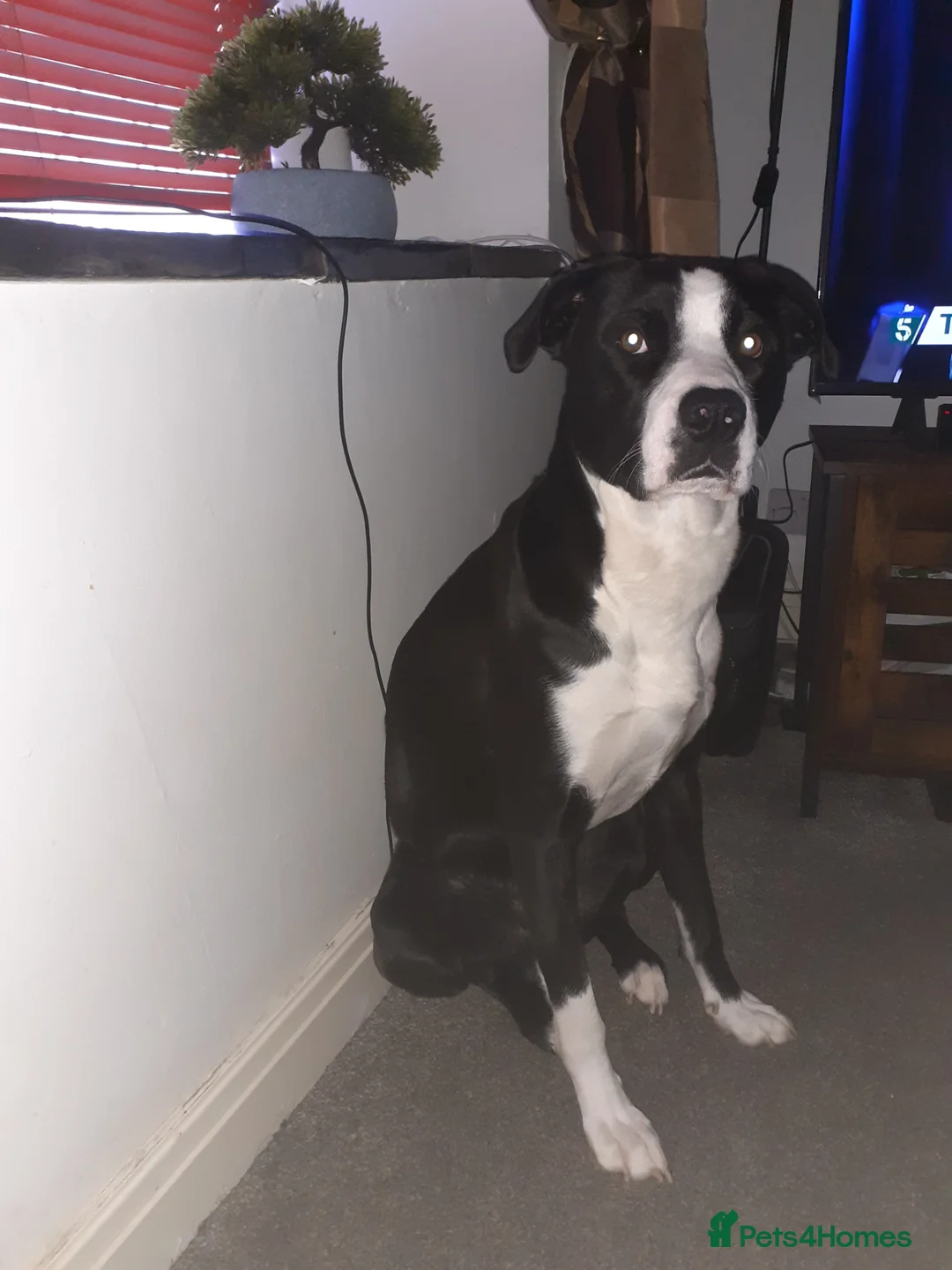 Mixed Breed dogs for sale: Dog for sàle in Rochdale - Advert 2
