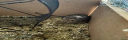 Degus rodents for sale: Degu re homing in Tunbridge Wells - Advert 3
