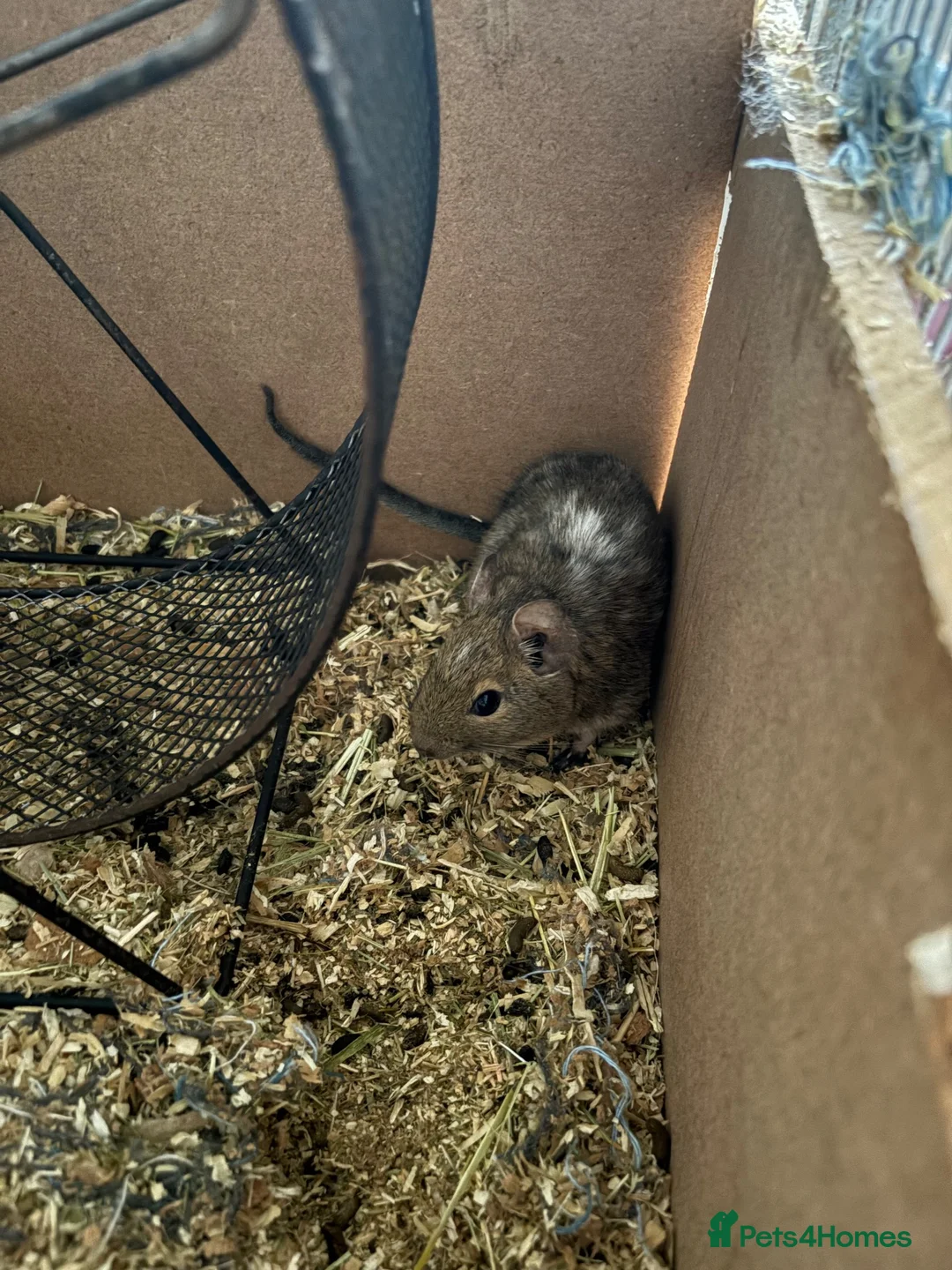 Degus rodents for sale: Degu re homing in Tunbridge Wells - Advert 3