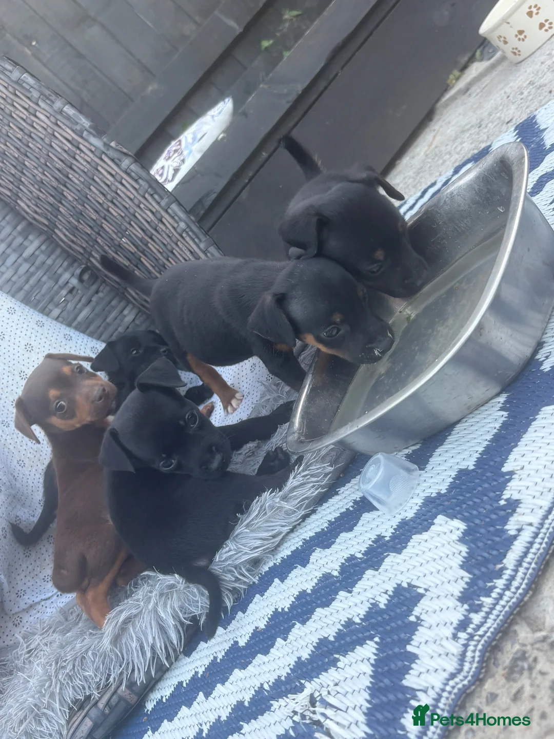 Jack Russell dogs for sale: Gorgeous jack russell puppies  in Pontypool - Advert 1