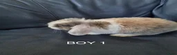 Mini Lop rabbits for sale: 3x Mini Lops, 10 weeks old. Ready Now - Advert 2