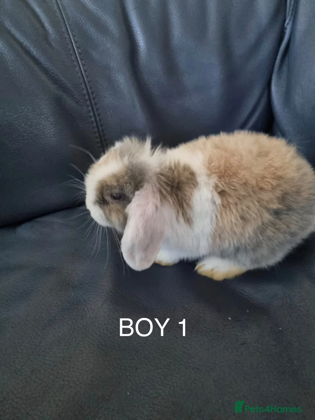 Mini Lop rabbits for sale: 3x Mini Lops, 10 weeks old. Ready Now - Advert 2