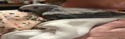 Parrots birds for sale: Hand reared Congo African grey  - Advert 2