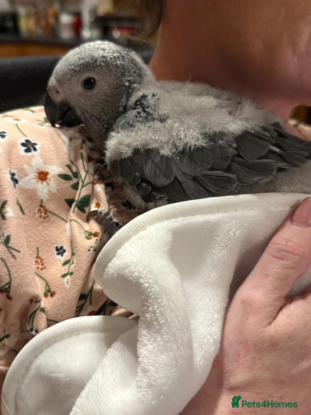 Parrots birds for sale: Hand reared Congo African grey  - Advert 2