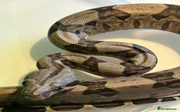 Boa Snake reptiles for sale: 2025 Boa Constrictor Babies in Letchworth Garden City - Image 5