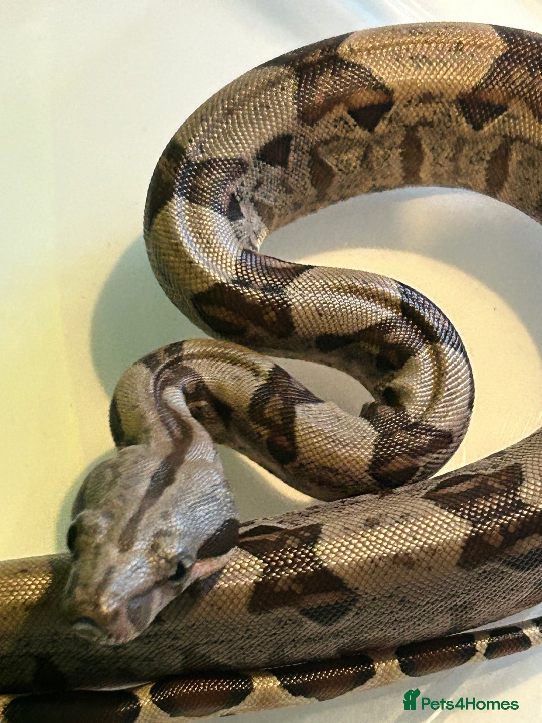 Boa Snake reptiles for sale: 2025 Boa Constrictor Babies in Letchworth Garden City - Image 5