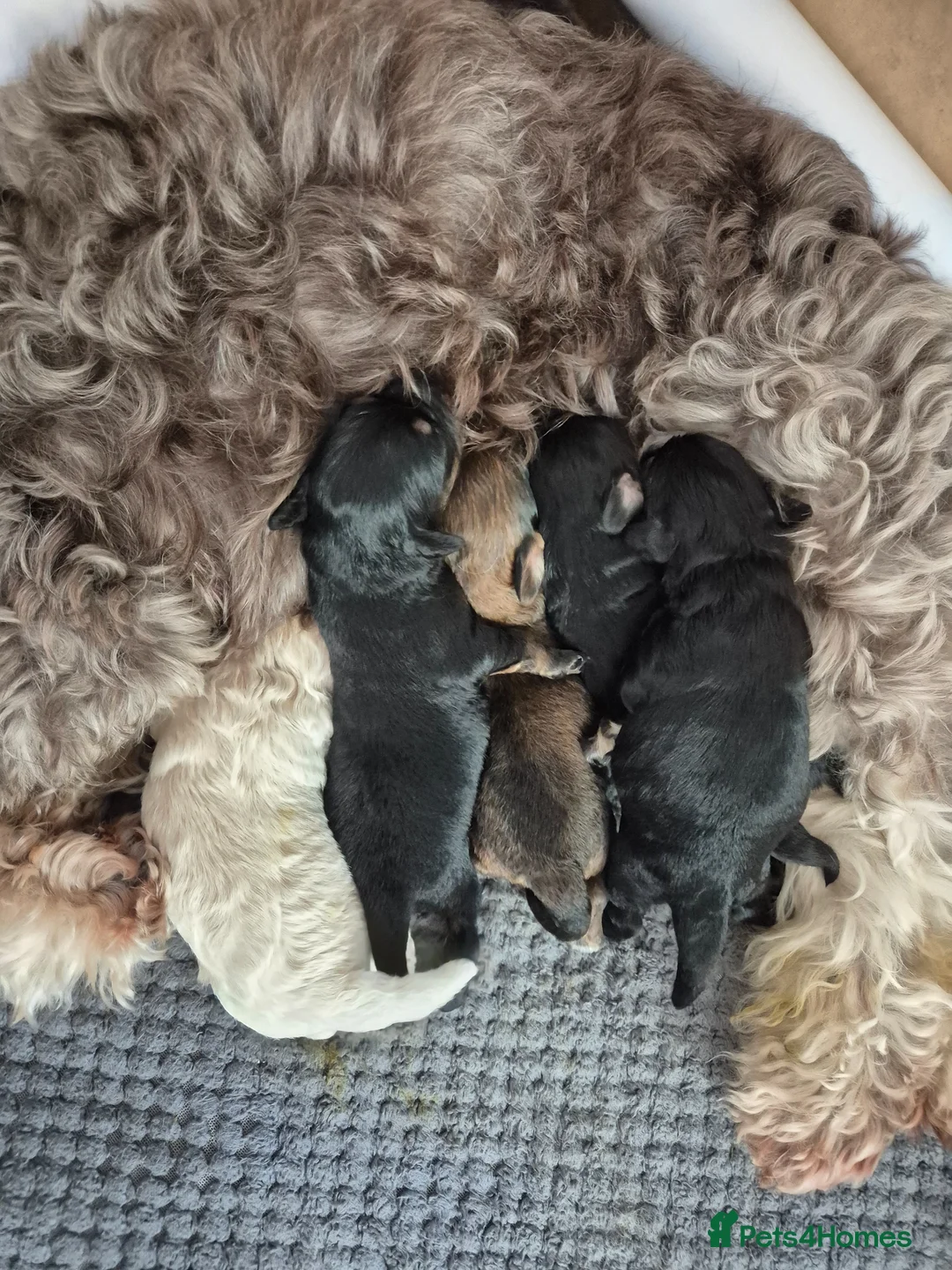 Mixed Breed dogs for sale: Extremely cute cockapomapoo puppys - Advert 15