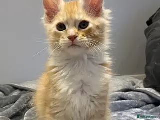 Maine Coon cats XL MAINE COON KITTENS - Advert 5