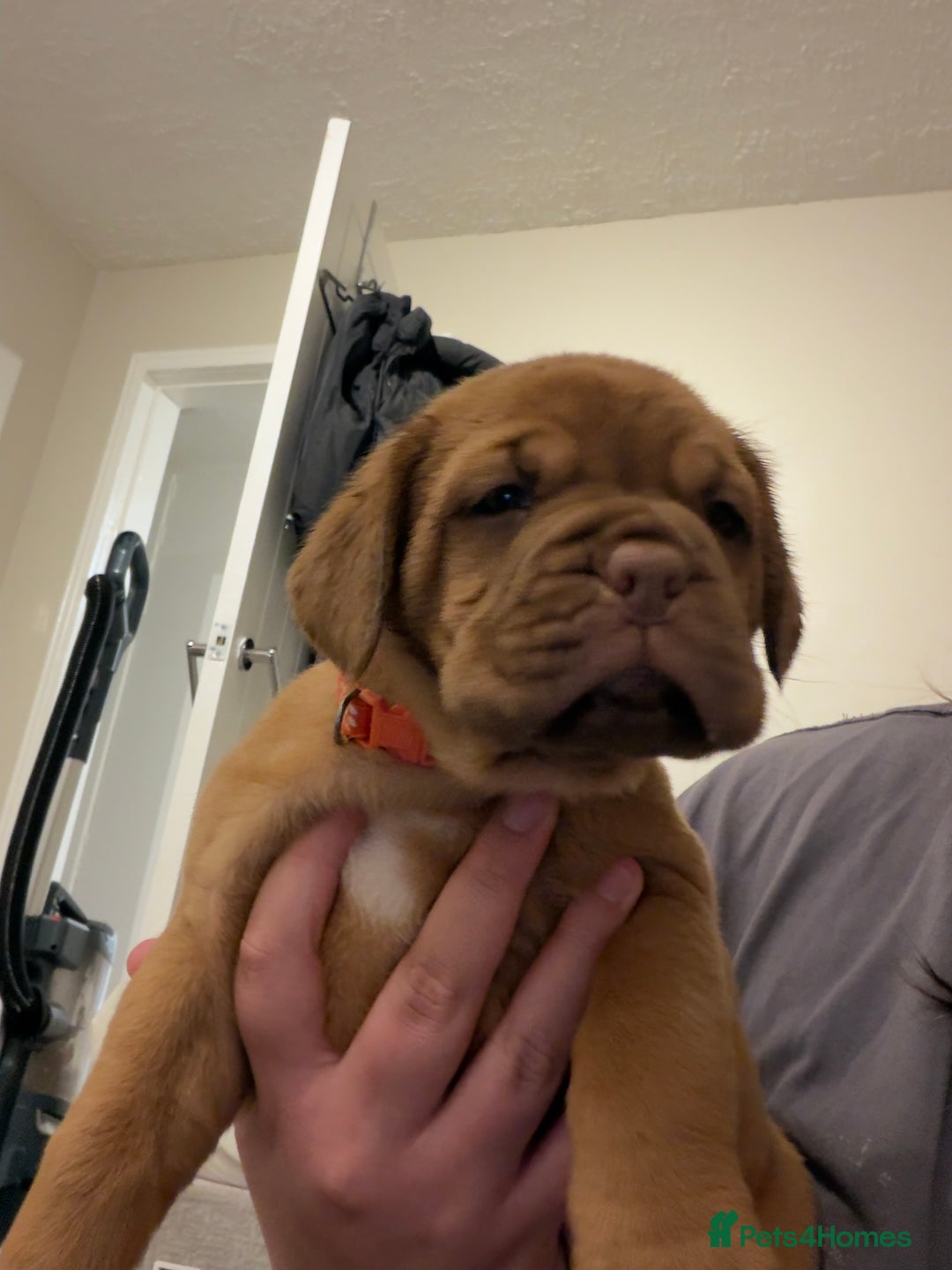 Dogue De Bordeaux dogs for sale: Beautiful Dogue De Bordeaux Puppies - Advert 6