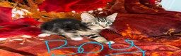 Mixed Breed cats for sale:  Kittens Looking for Loving Homes  - Advert 4