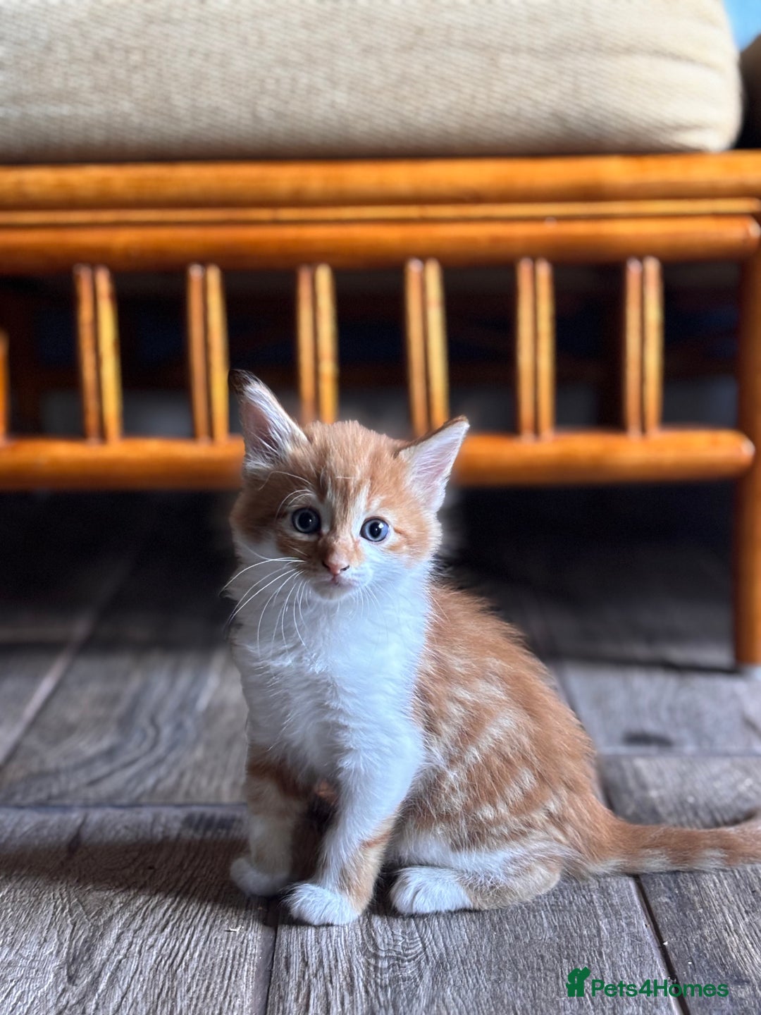 Mixed Breed cats for sale: 5 gorgeous kittens  - Image 10