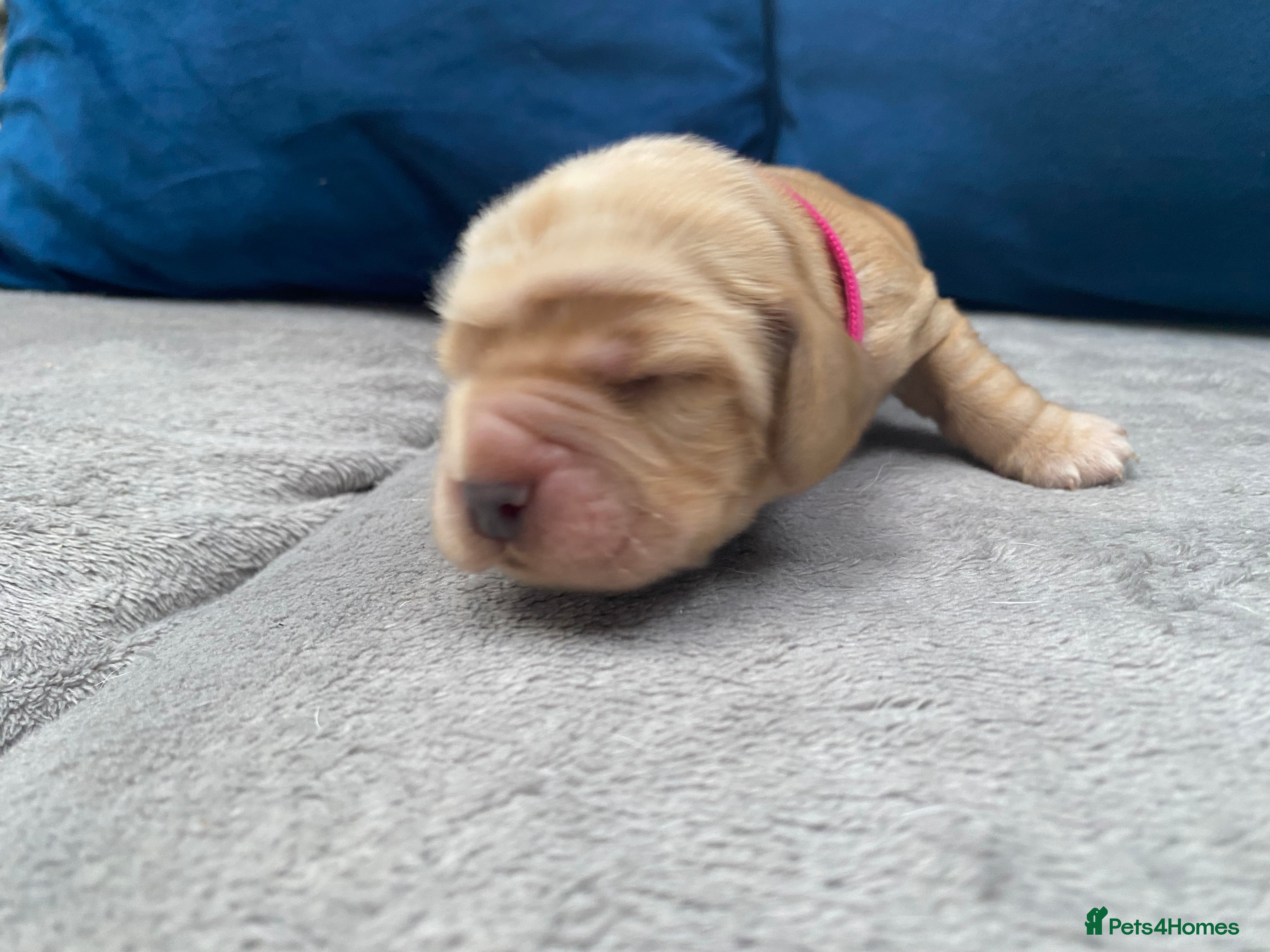 Cocker Spaniel dogs for sale: KC Reg Show Type Cocker Spaniel  - Advert 2