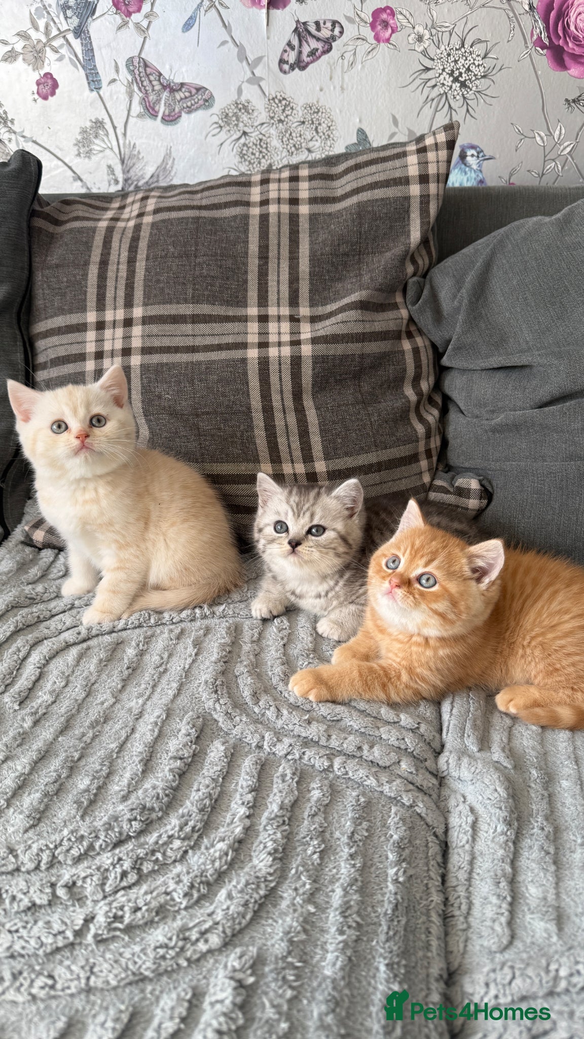 British Shorthair cats Beautiful boys kittens  - Advert 1